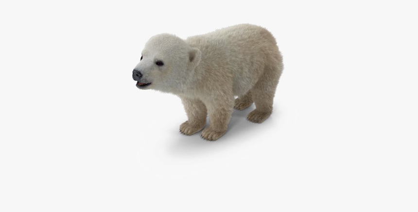 Polar Bear Png Background Image - Polar Bear, Transparent Png