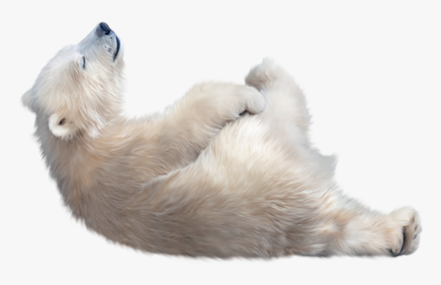 Polar Bear Png Image File - Transparent Polar Bear Png, Png Download