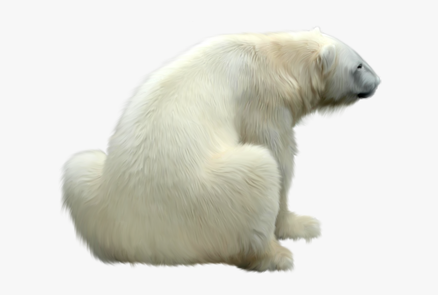 Polar Bear Png - Polar Bear Fur Png, Transparent Png