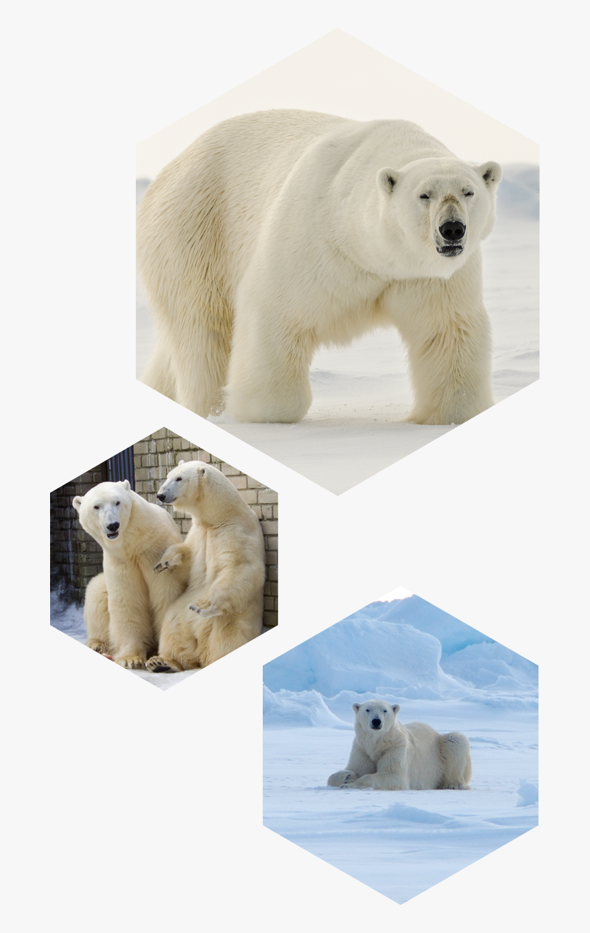 Polar Bear, HD Png Download