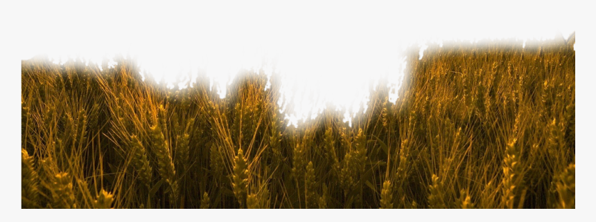 #nature #grass #wheat #trigo #field #freetoedit - Gathering The Harvest, HD Png Download