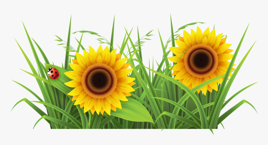 Sunflowr With Grass Png Background - Grass Clipart, Transparent Png