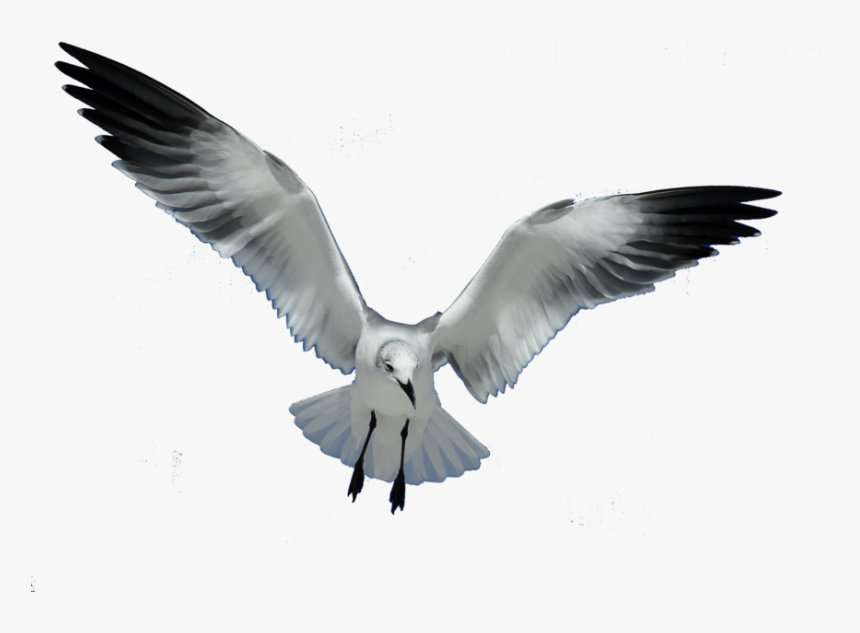 Great Work Clip Art Download - Sea Gull Png, Transparent Png