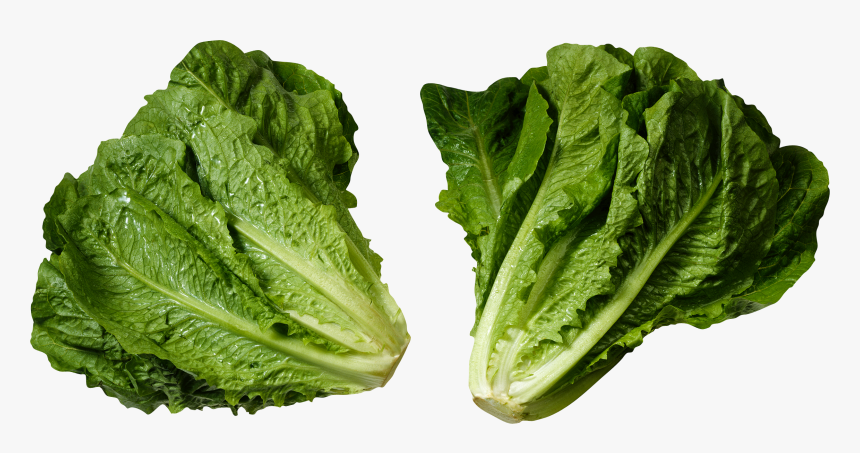 Download For Free Salad Png - Head Of Romaine Lettuce, Transparent Png