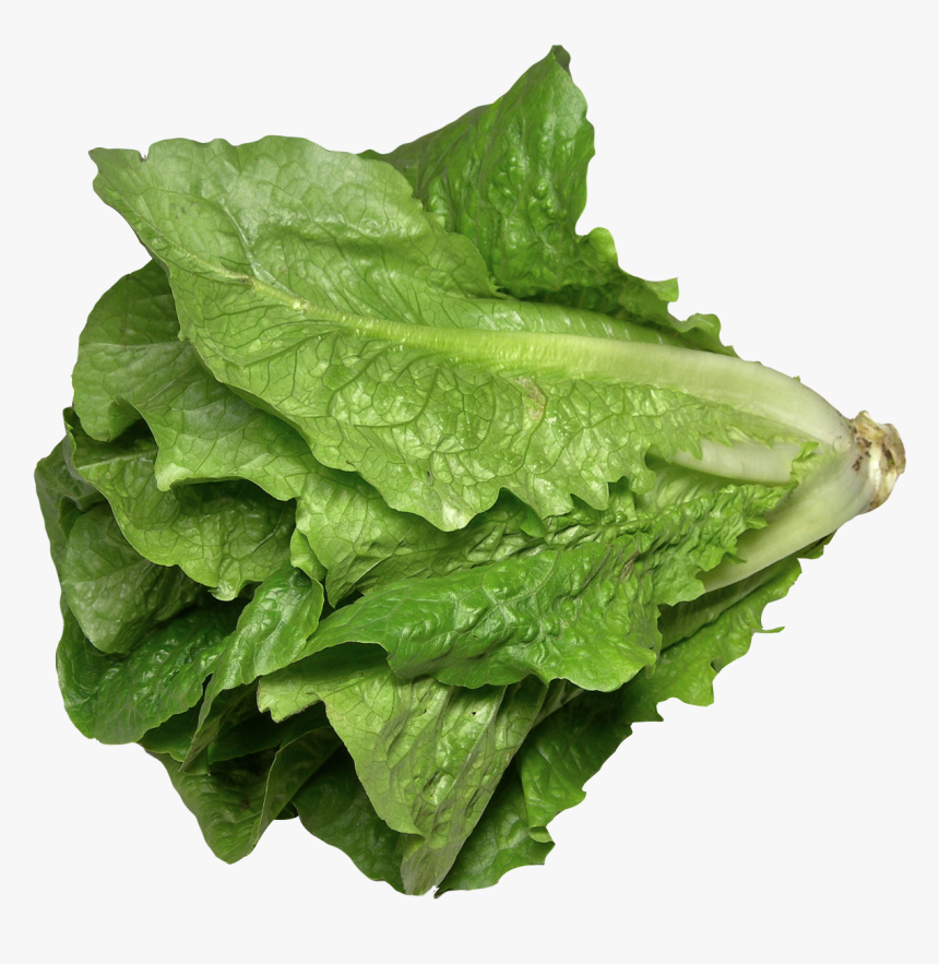 Romaine Lettuce Png, Transparent Png