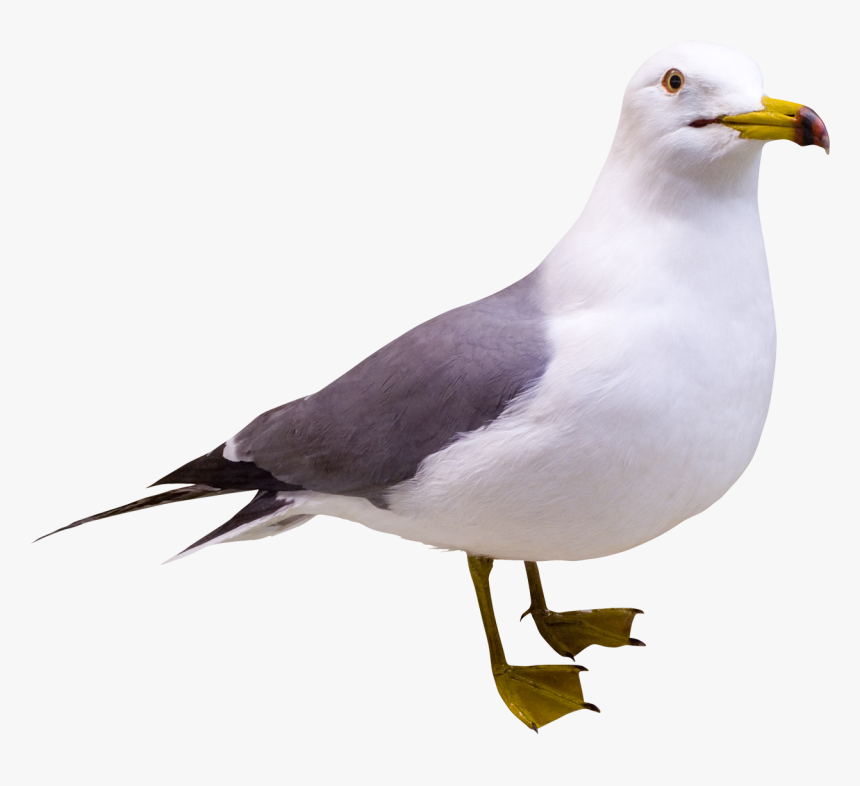 Gull Png Free Image Download - Herring Gulls Clip Art, Transparent Png