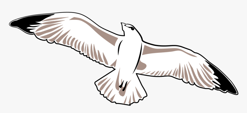 Chim Hải Âu Vẽ, HD Png Download