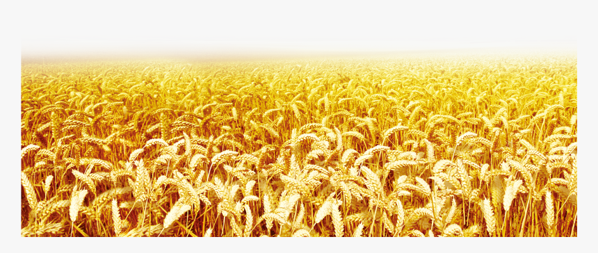 Clip Art Transprent Png Free Download Grass , Png Download - Wheat Field Clipart, Transparent Png