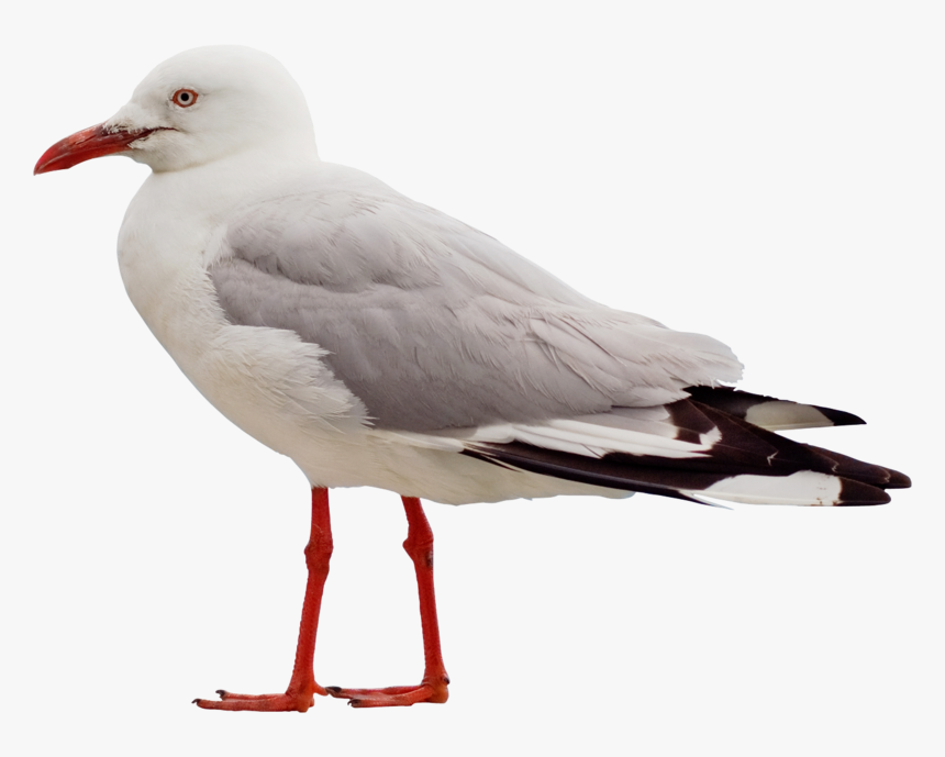 28552 - Seagull Side View Png, Transparent Png