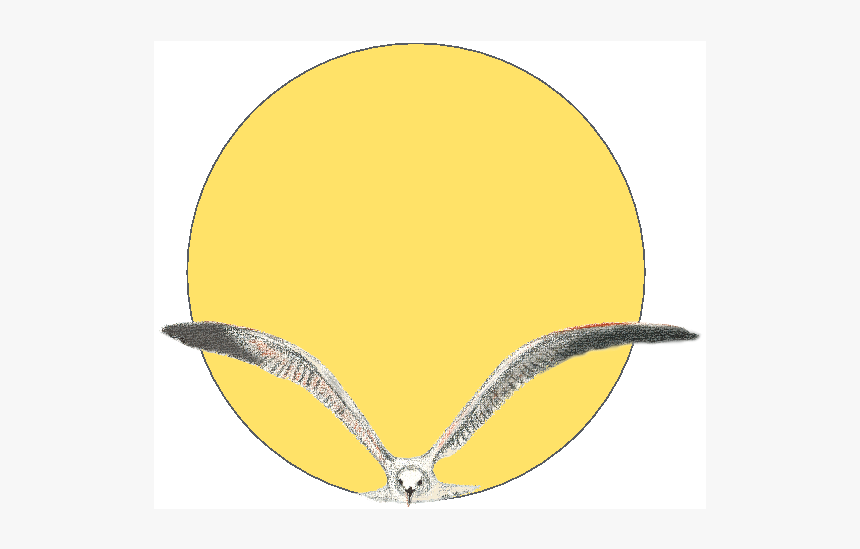 Circle, HD Png Download