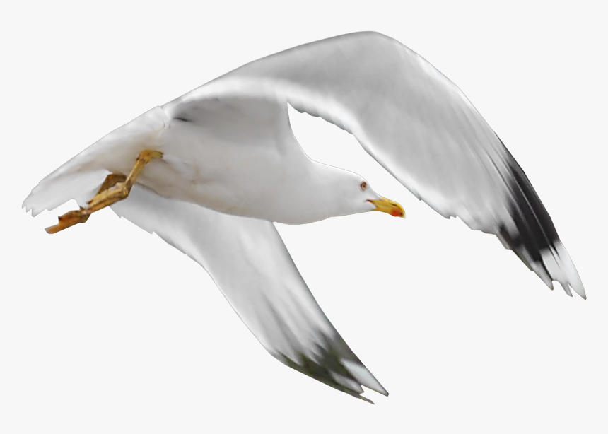 Gull Png - Tube Oiseaux De Mer, Transparent Png
