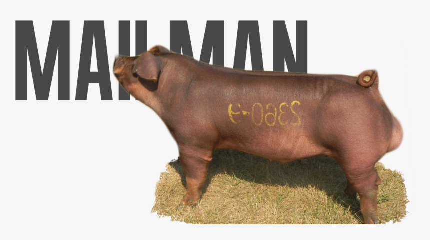 Zebu, HD Png Download