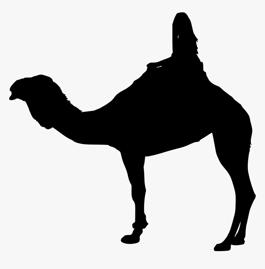 Arabian Camel, HD Png Download
