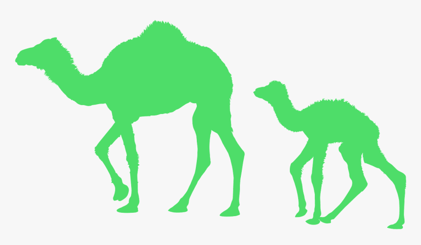 Arabian Camel, HD Png Download