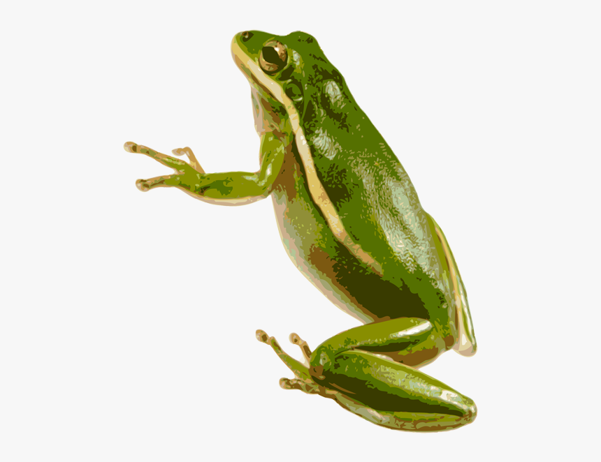 Green Frog Png - Green Tree Frog Transparent, Png Download