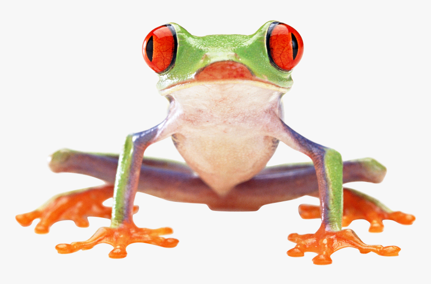 Frog Png Image - Red Eyed Tree Frog Front, Transparent Png