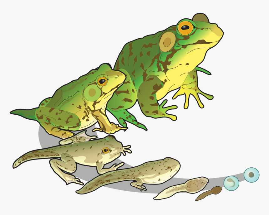 Amphibians Reproduction, HD Png Download