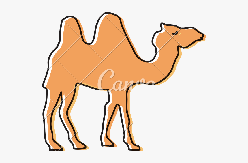 Drawing Camels Vintage - Arabian Camel, HD Png Download