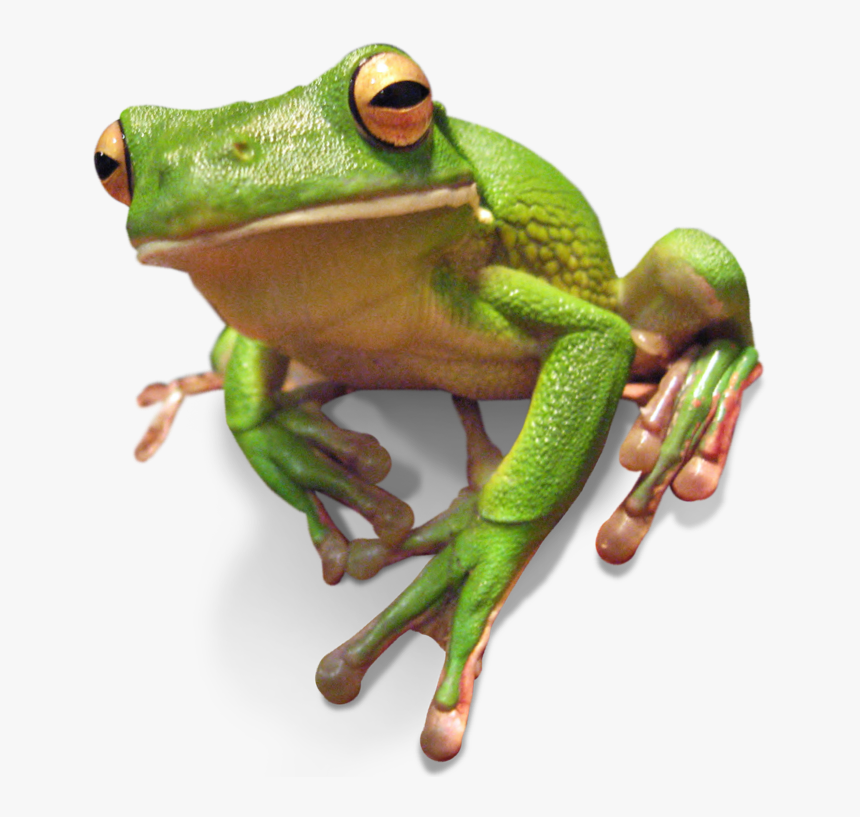 Frogs - Green Tree Frogs Darwin, HD Png Download