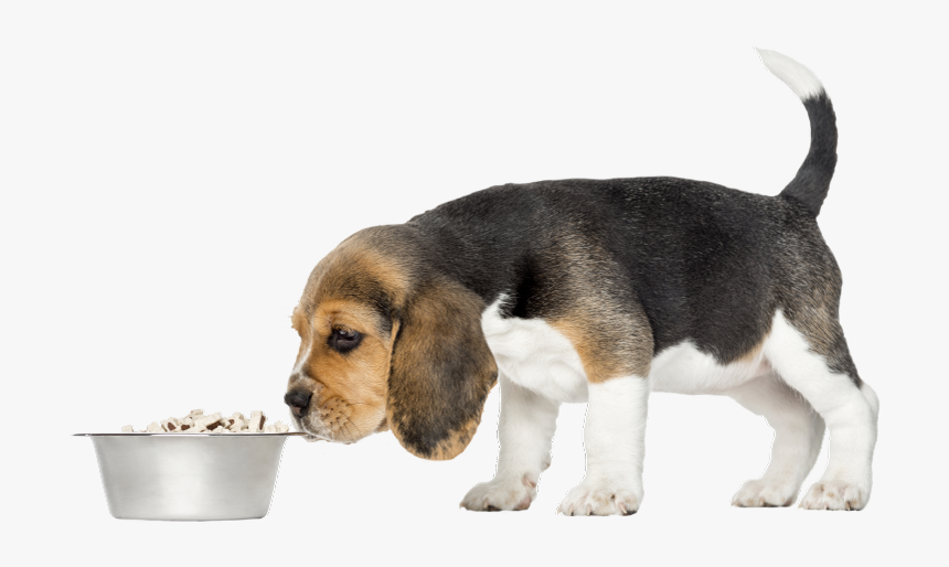 Severe Cases Of Dog Flu - Beagle-harrier, HD Png Download