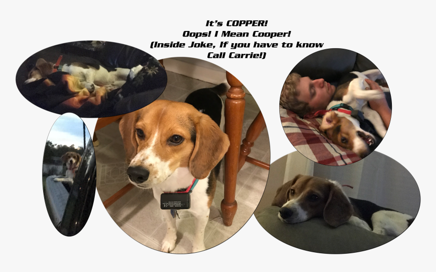 Beagle, HD Png Download