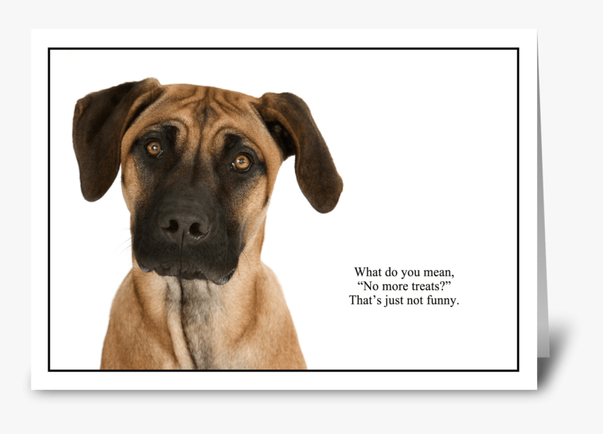 No More Treats Greeting Card - Black Mouth Cur, HD Png Download