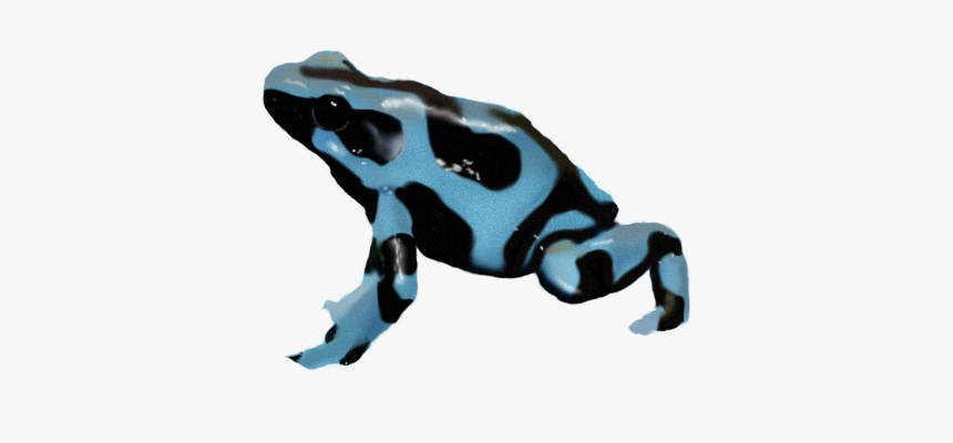 Dart Frog,true Frog,tree Frog,tree Frog,animal Figure,bufo,phyllobates - Poison Dart Frog Png, Transparent Png