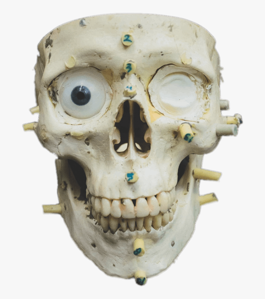 Zoomed In Skull - Forensic Science, HD Png Download