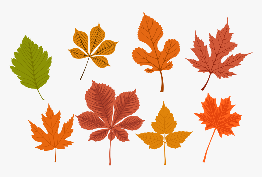 Autumn Leaves Free Use, HD Png Download