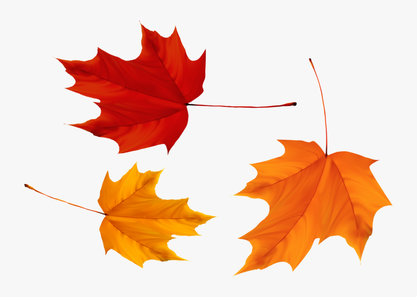 Transparent Maple Leaf Png - Canada Leaves Png, Png Download