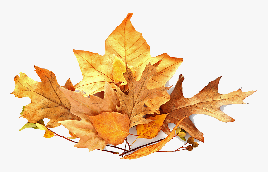 Fall Leaves Pile Png, Transparent Png