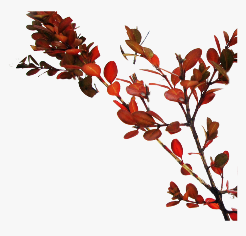 #branch #tree #red #leaves - Ilex Vomitoria, HD Png Download