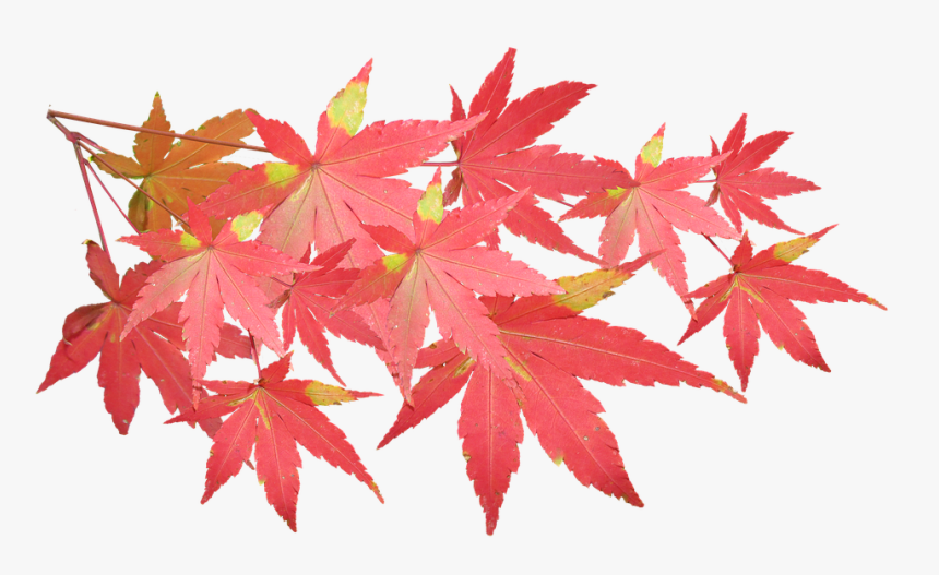 Leaves, Maple, Branch, Autumn, Fall, Nature, Tree - Japanese Maple Leaves Transparent, HD Png Download