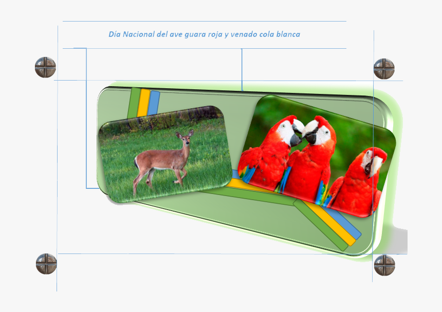 Venado Cola Blanca De Honduras, HD Png Download