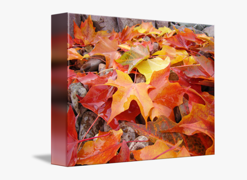 Autumn Leaves Art Prints Red Orange Yel - Maple Leaf, HD Png Download