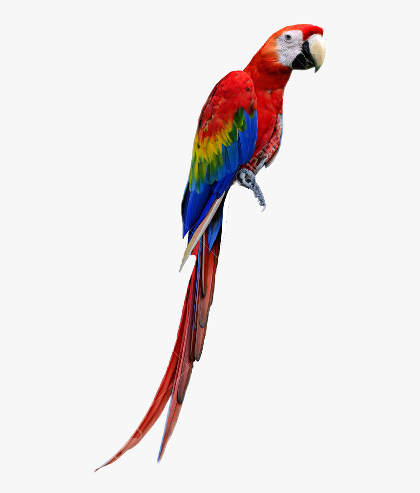 Macaw - Imagenes De Guacamayas Png, Transparent Png