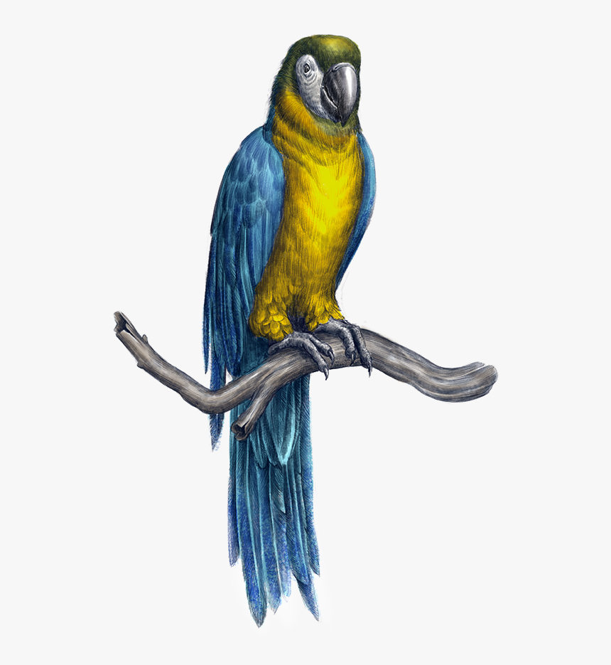 Transparent Guacamaya Png - Macaw, Png Download