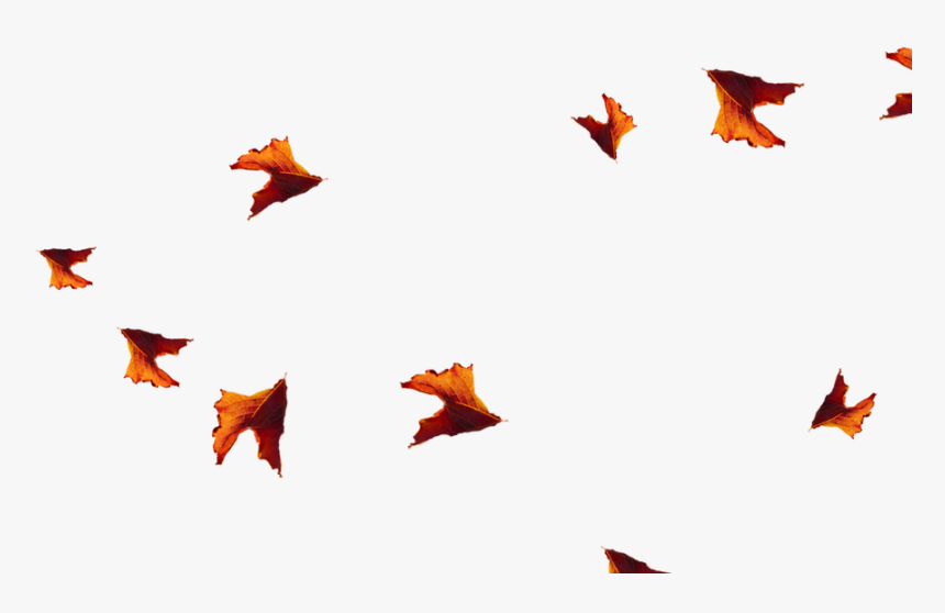 Fish, HD Png Download