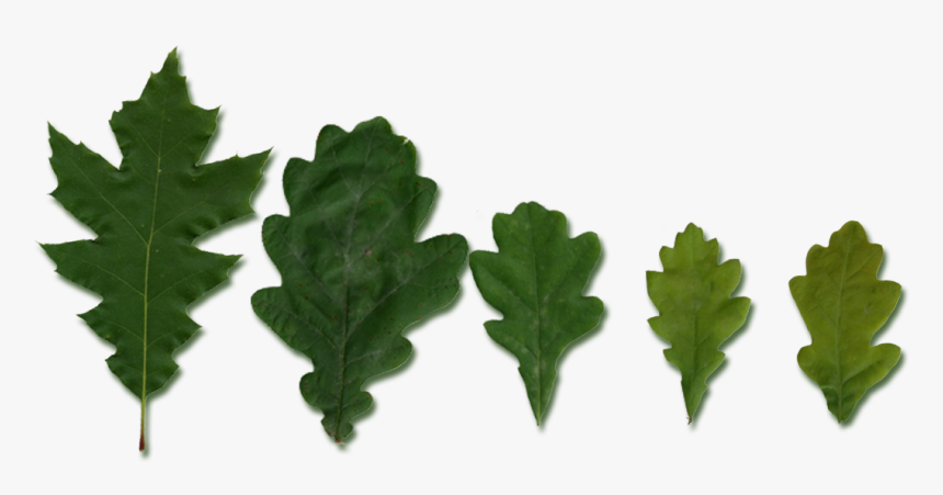 Quercus Leaves, HD Png Download
