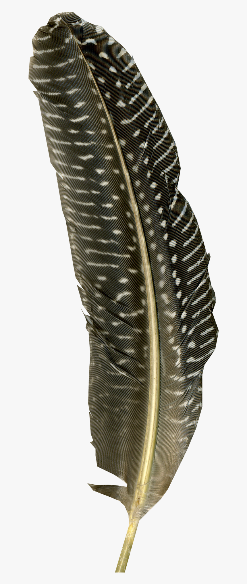 Turkey Feather Transparent, HD Png Download