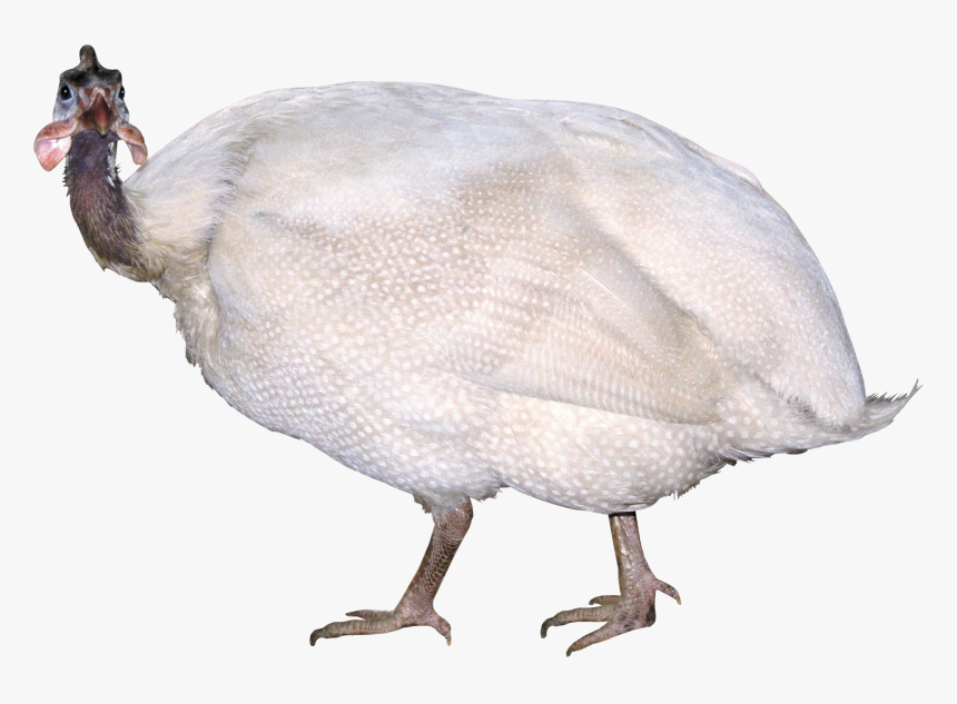 Domesticated Turkey - Індики Породи, HD Png Download