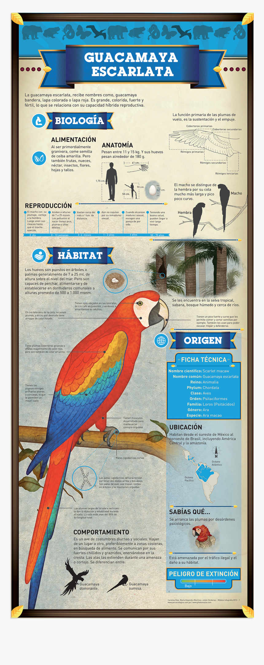 Guacamaya Infografia, HD Png Download