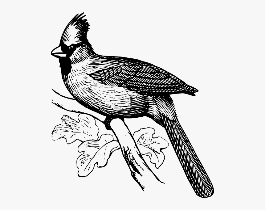 Cardinal Bird Png Clip Arts - Cardinal Black And White Clipart, Transparent Png