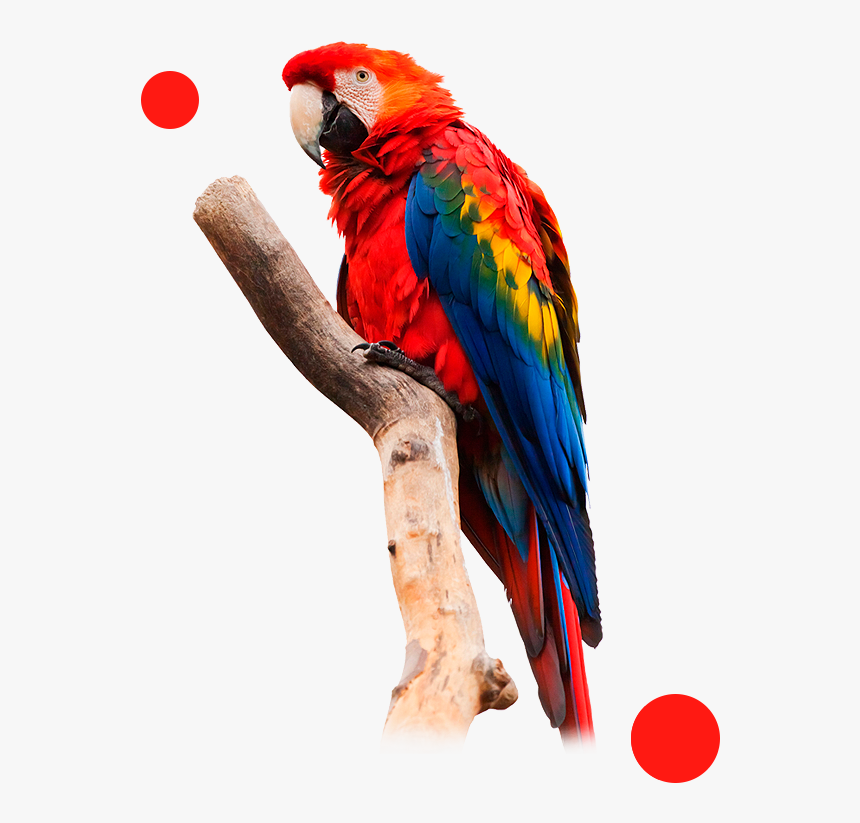 Guacamaya Xerox Impresoras Monterrey - Macaw Transparent, HD Png Download