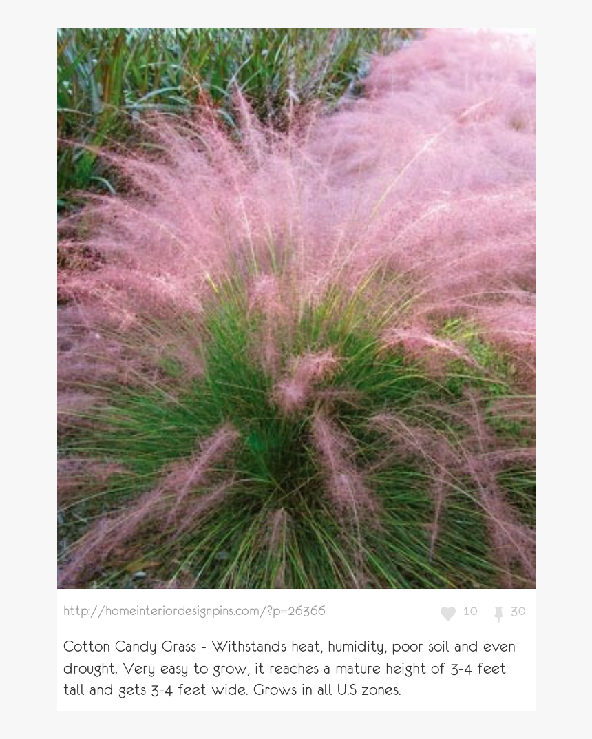Ornamental Grass Us, HD Png Download