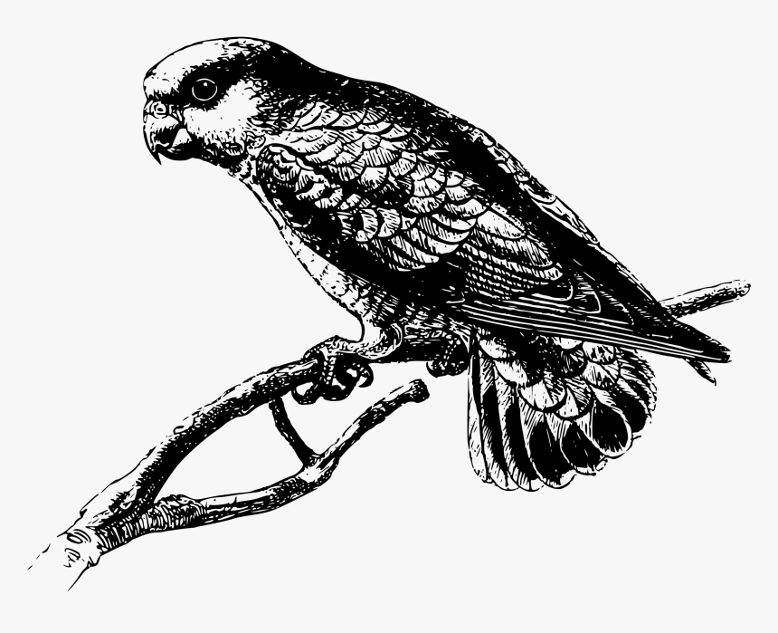 Pygmy Parrot - Parrot, HD Png Download