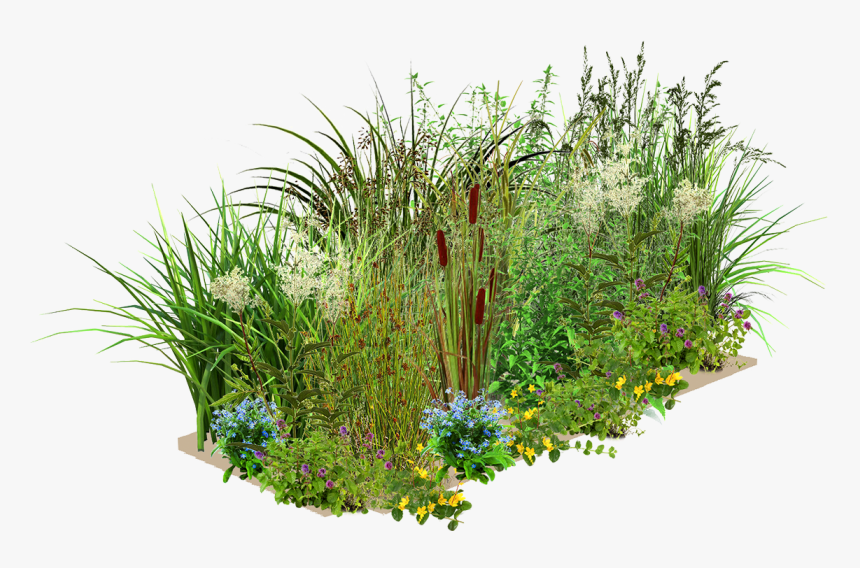 Layer One - Wetland Plants Png, Transparent Png