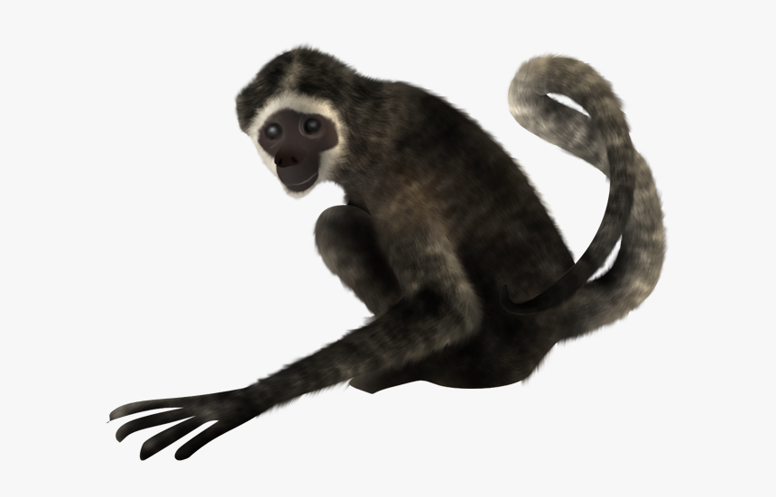 Spider Monkey On A Transparent Background, HD Png Download