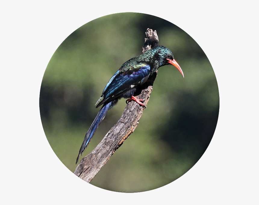 Coraciiformes, HD Png Download