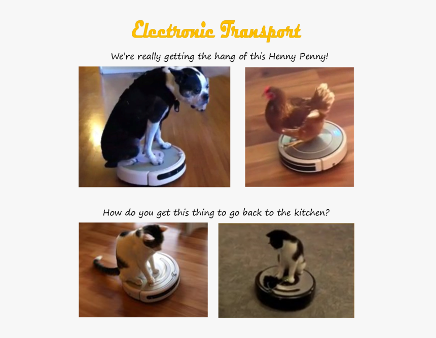 Cat On A Roomba, HD Png Download